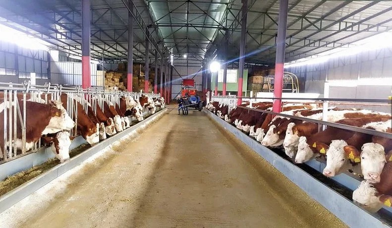 Fersan üretim merkezinde yemleme sırasındaki damızlık sığırlar