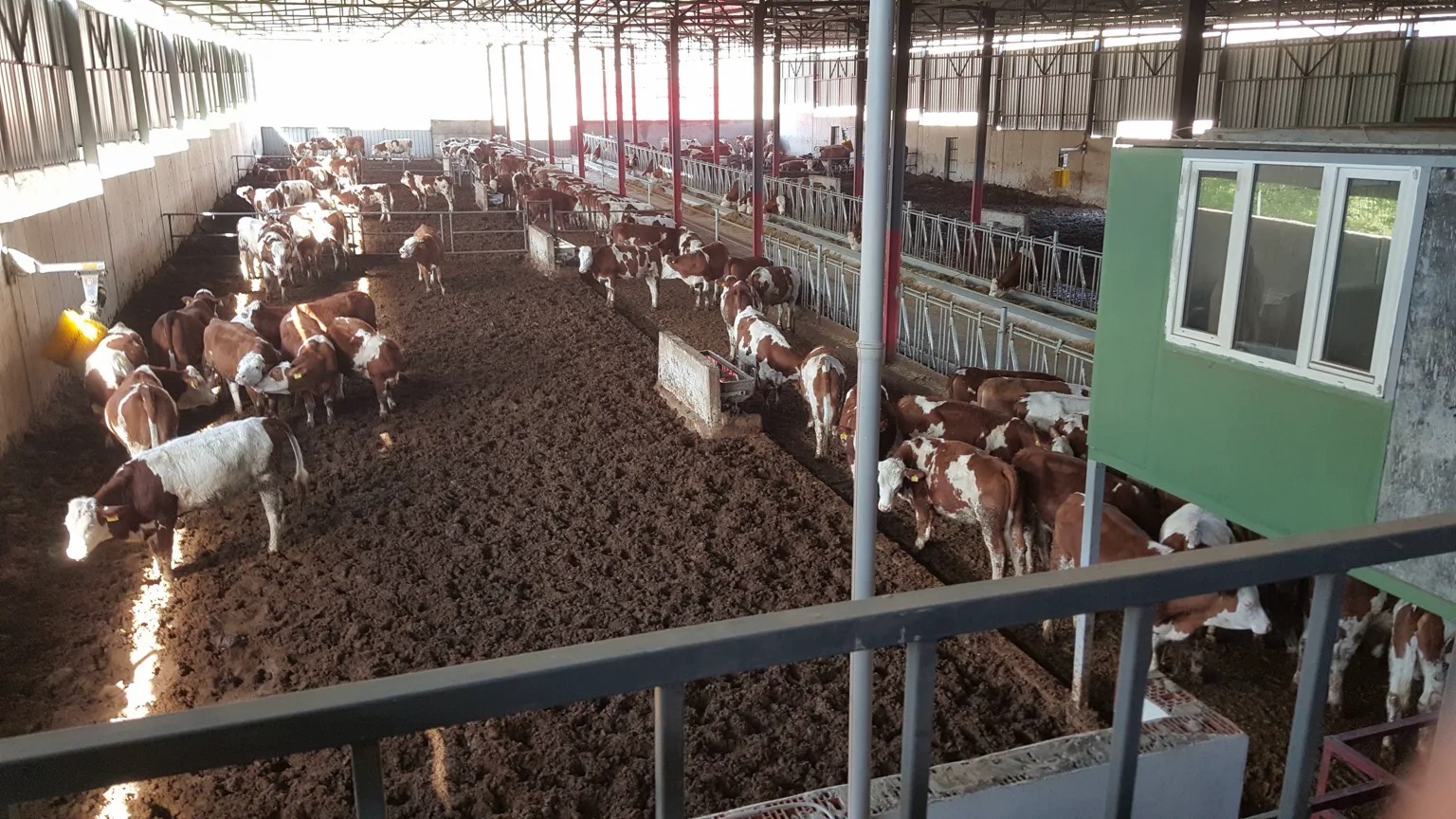 Yalova damızlık sığır üretim merkezinde Simmental sürüsü