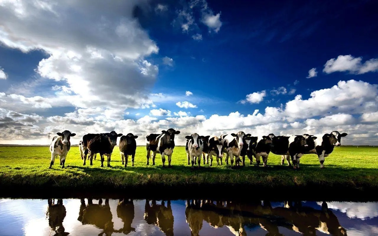 Selected breeding cattle herd on pasture