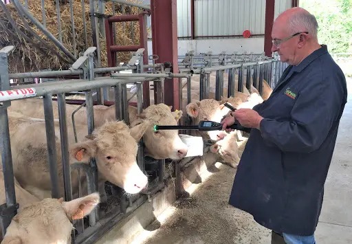 Breeding cattle undergoing health checks during quarantine