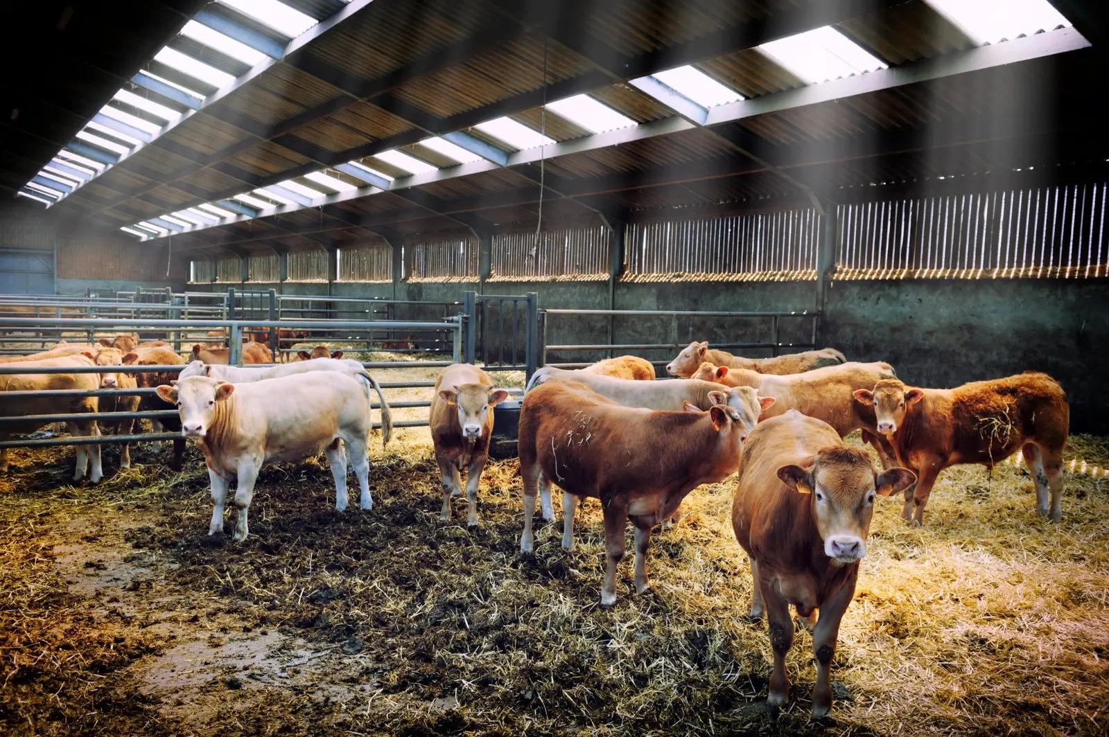 Selected beef breeding cattle with clearly visible full bodies