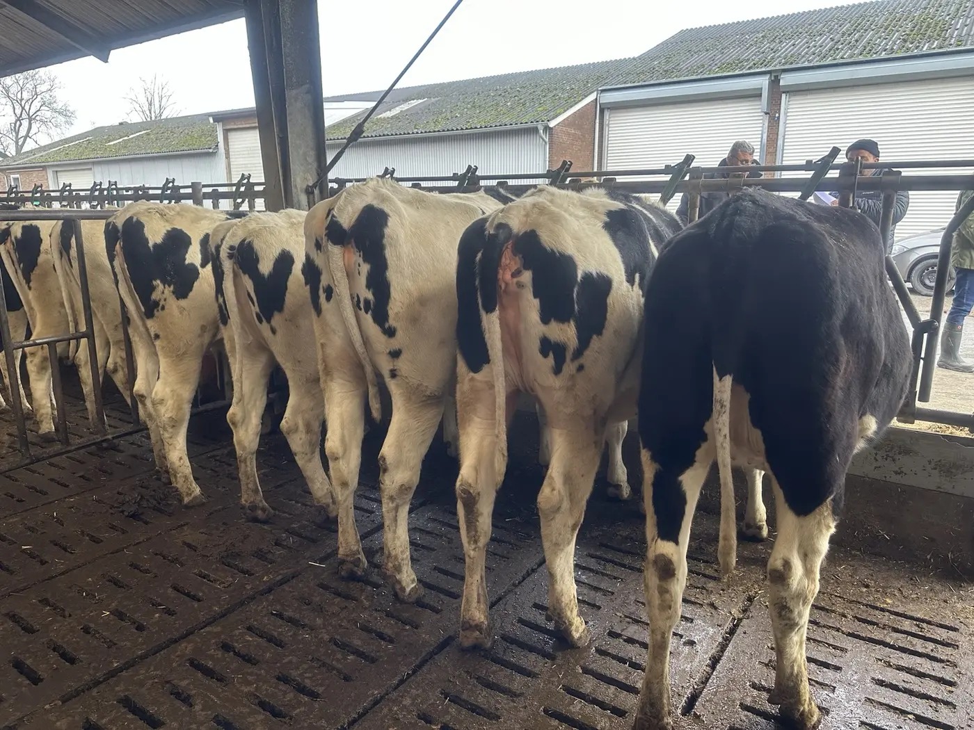 Seçim için sıralanan Holstein sığırlar