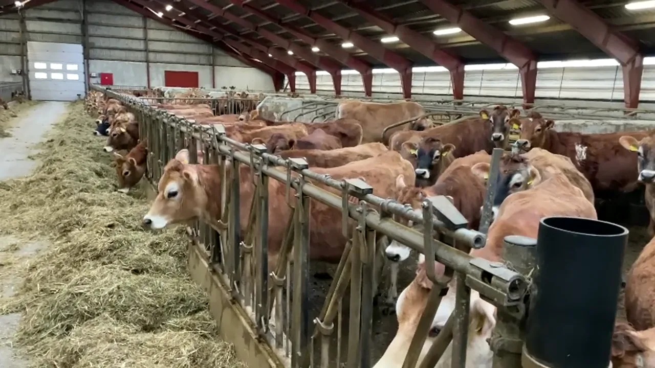 Jersey ırkı sürü seçimi