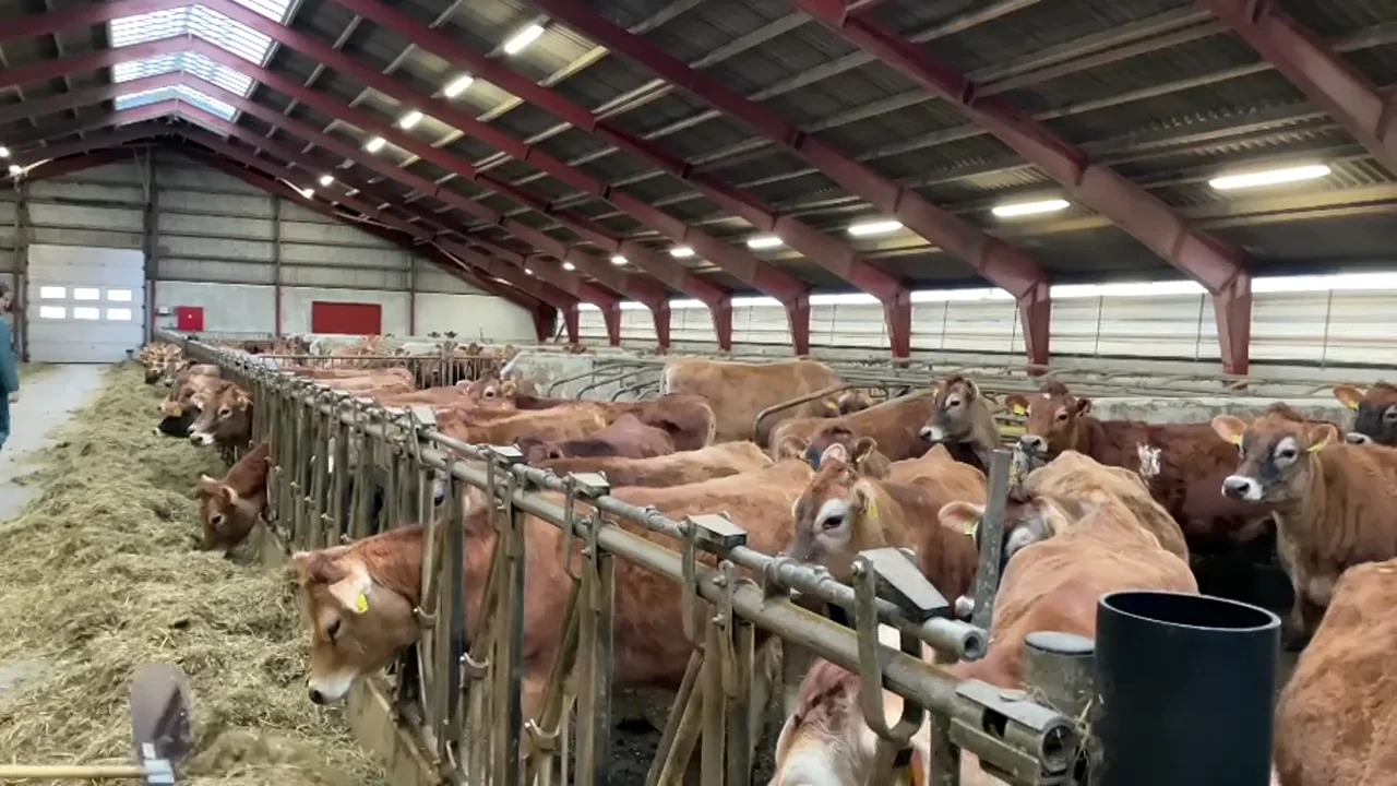 Selected dairy and dual-purpose breeding cattle with clearly visible faces and bodies